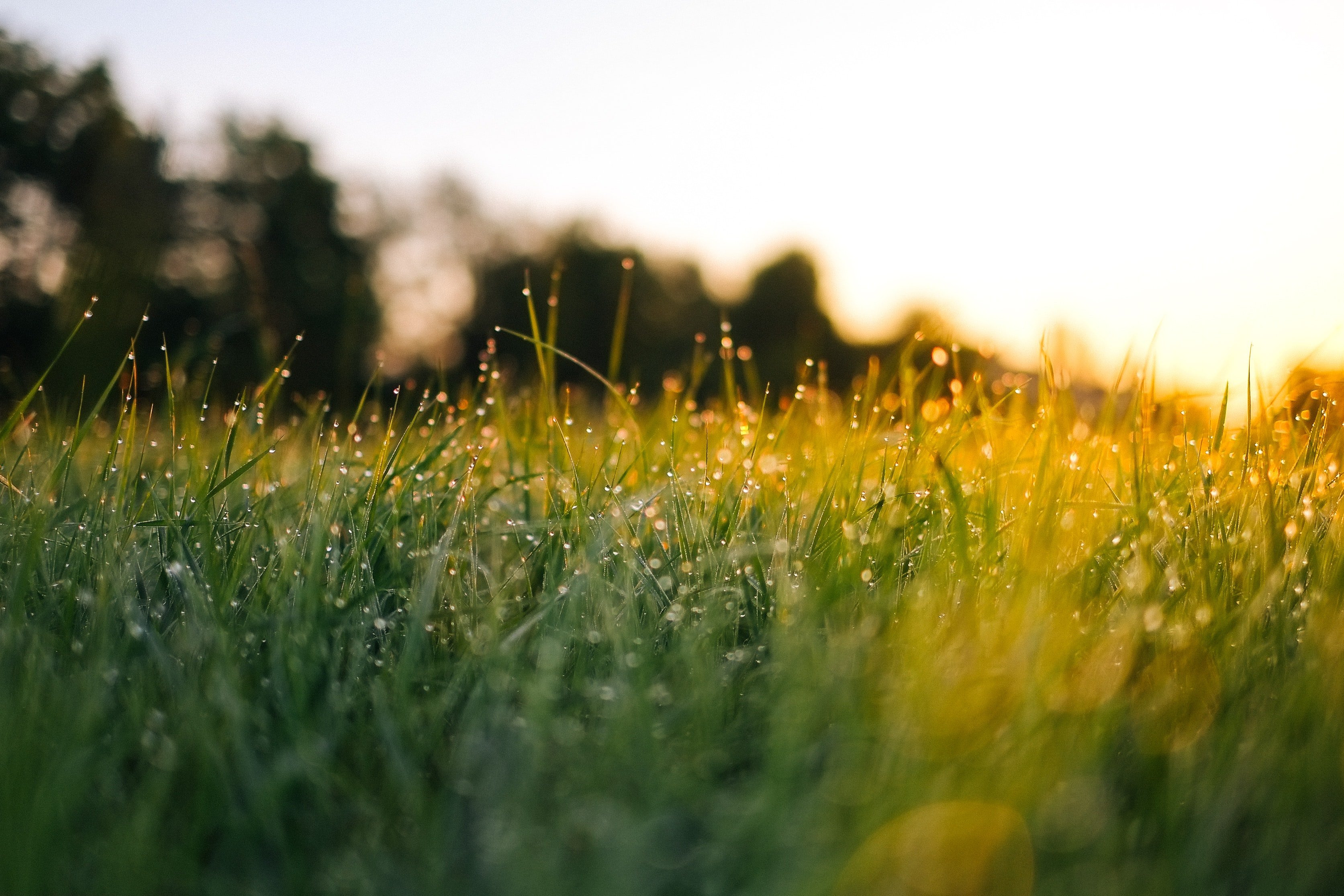 Grass on farm