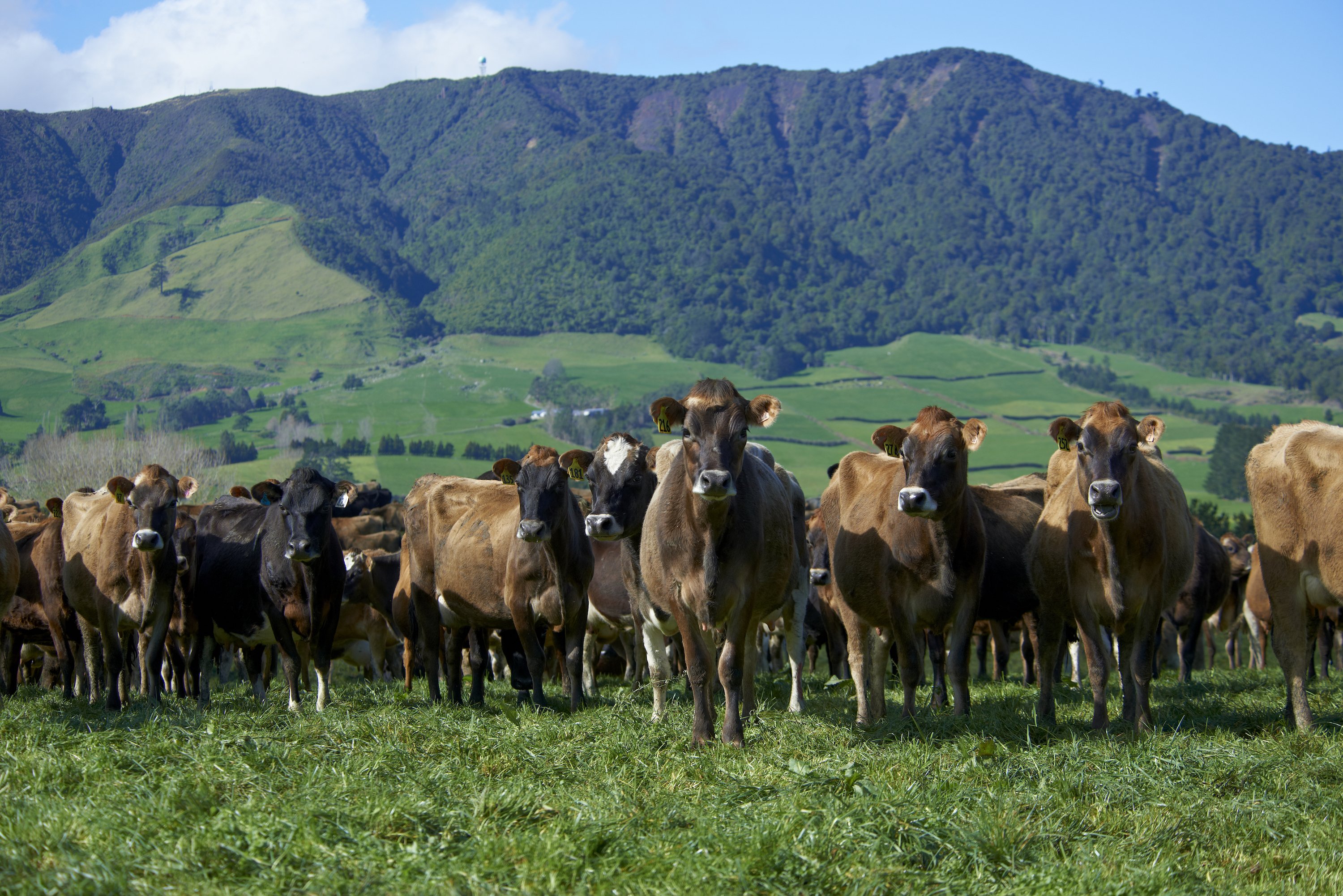 Herd of cows