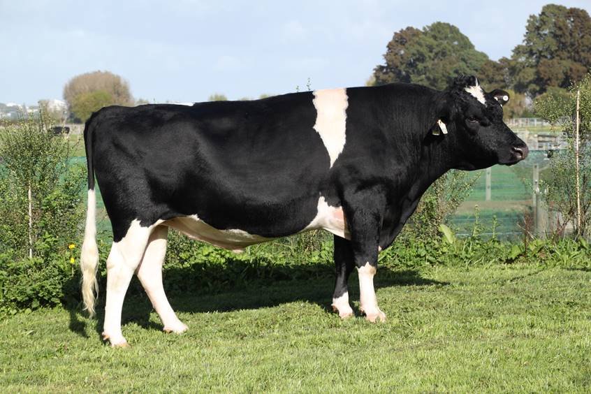 Picture of bull