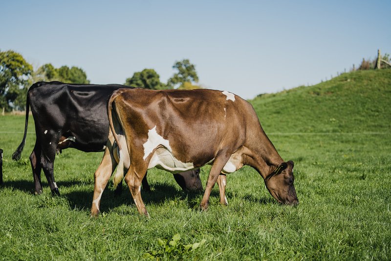 Cows with the slick variation at the LIC Innovation farm in Hamilton