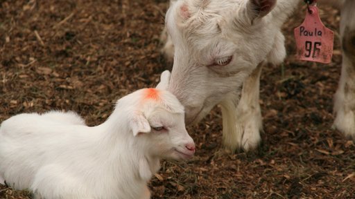 Goat and kid
