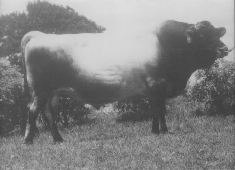 78443 Lawmuir Vanamo