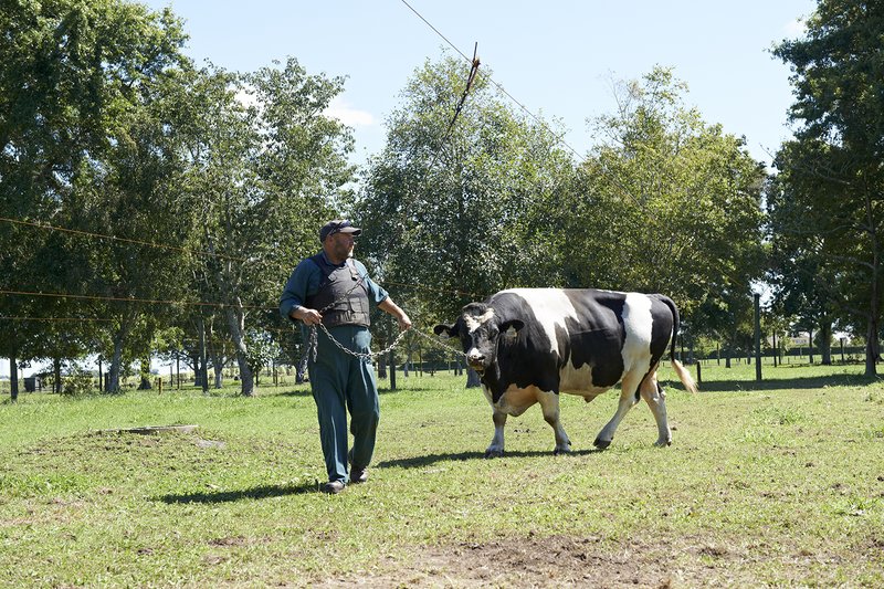 Premier Sires bull