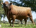 Jersey bull in paddock