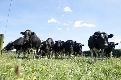 Sire Proving Scheme bulls