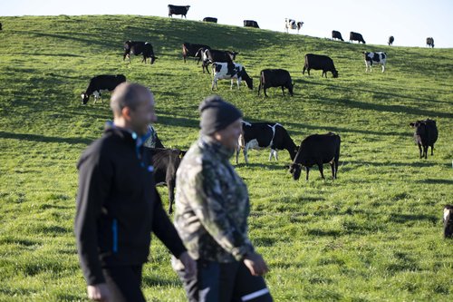 Cows - Wairarapa Moana