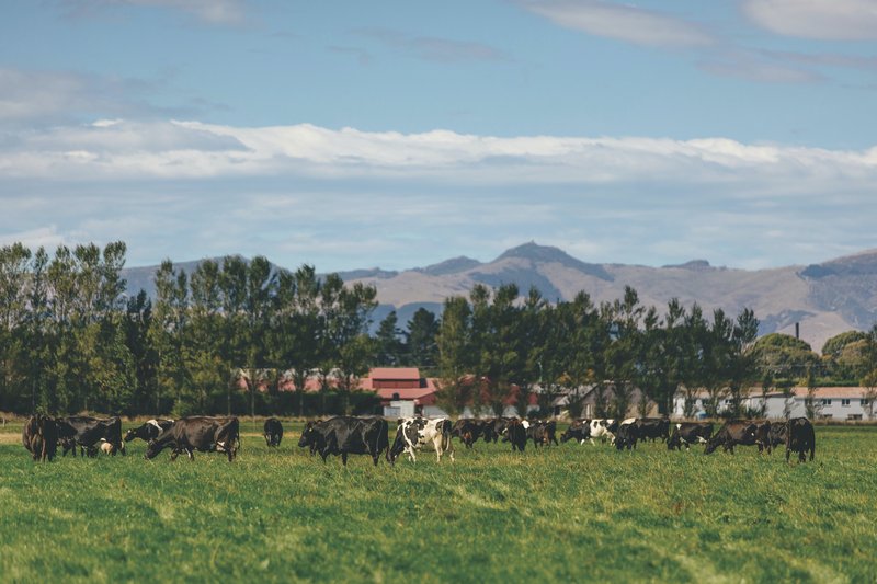 Group shot of cows spring 2020