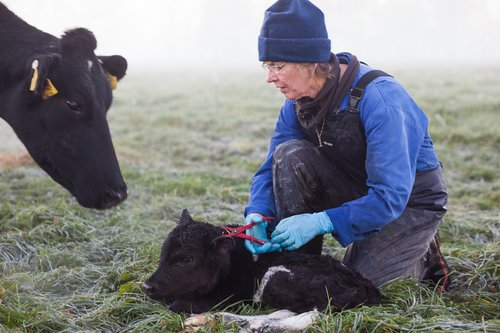 Calving