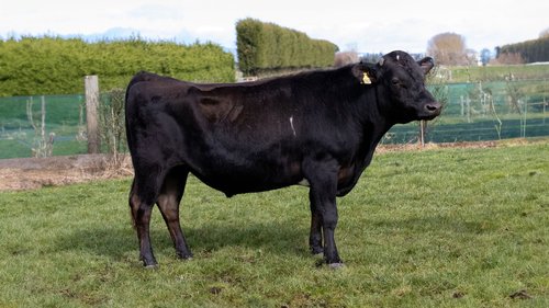 520037 Glenmead Marvellous-ET