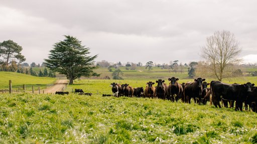 Cows grazing - Matamata