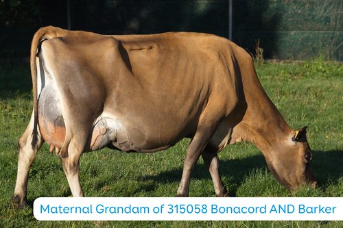 Maternal grandam of Bonacord and Barker