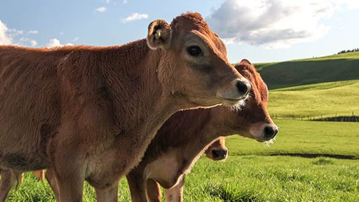 Jersey cow - media release