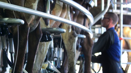 Milking Shed