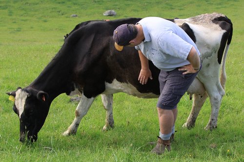 Minimise BCS loss post-calving