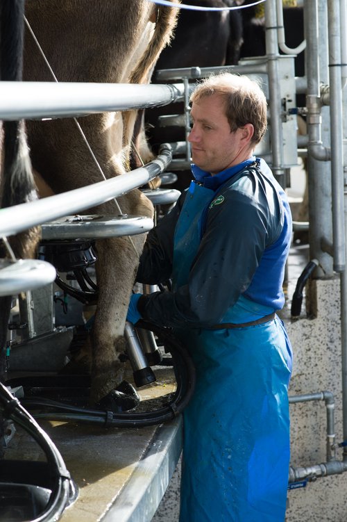 Once a day milking