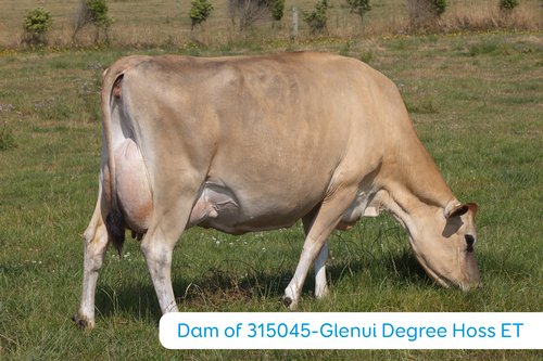 Dam of Glenhui Degree Hoss ET