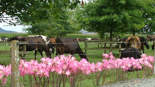 Kiwicross herd grazing