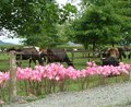 Kiwicross herd grazing