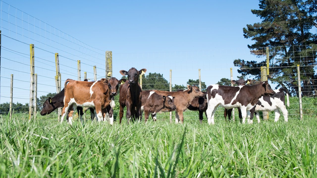 Polled calves in paddock
