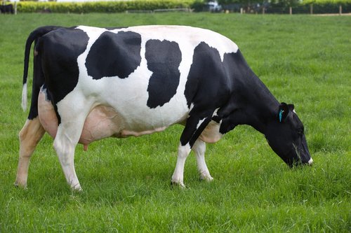 Poppy, the dam of Potion