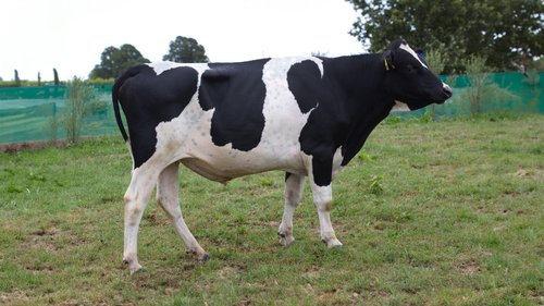 520090 Cawdor Pounamu as yearling