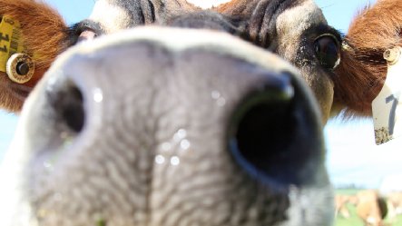 PW curious cow