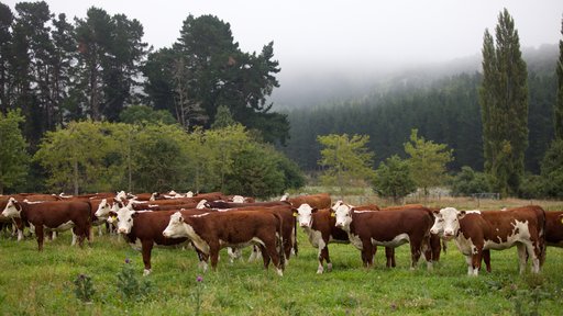 Hereford beefed up for dairy article