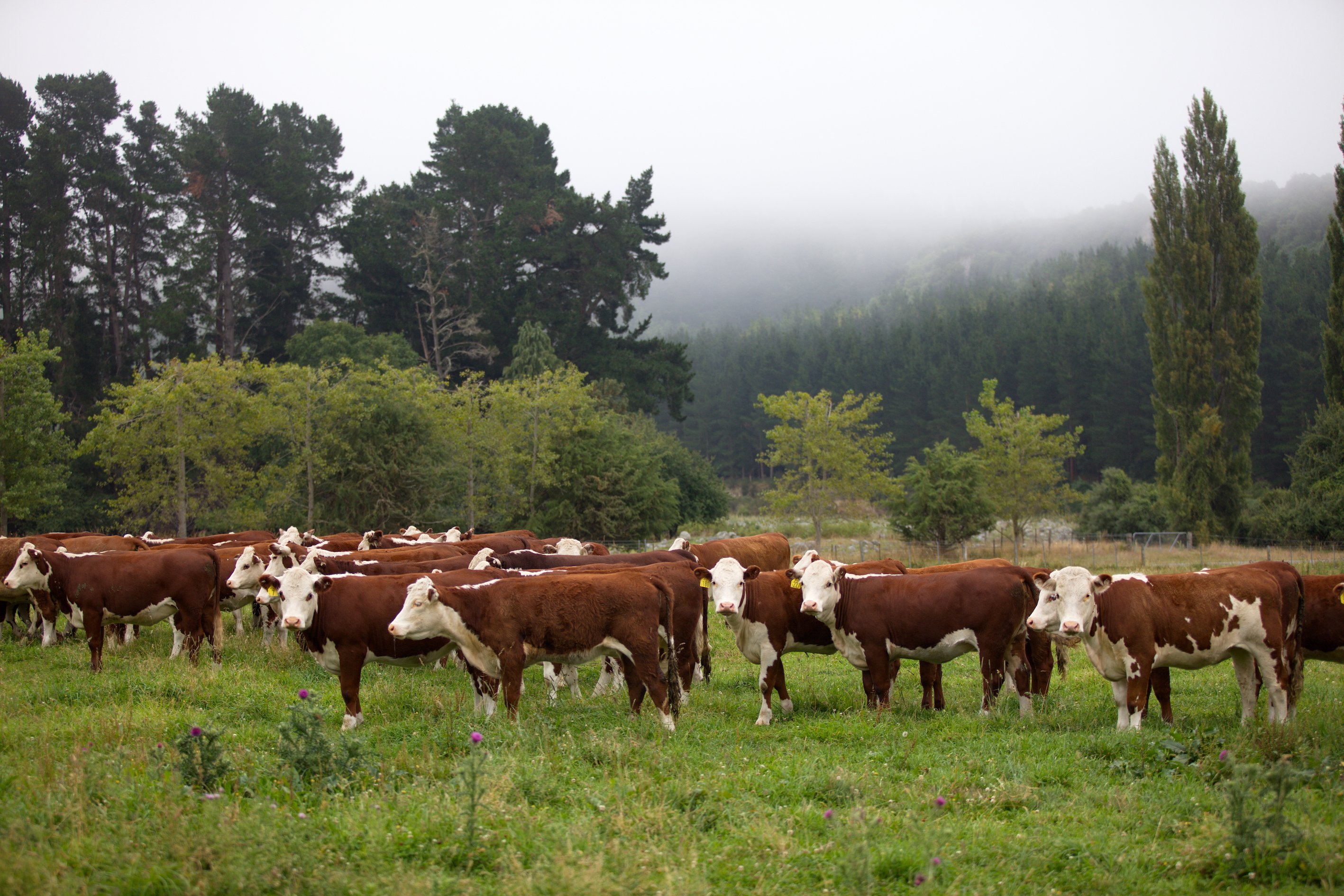 SGL Hereford