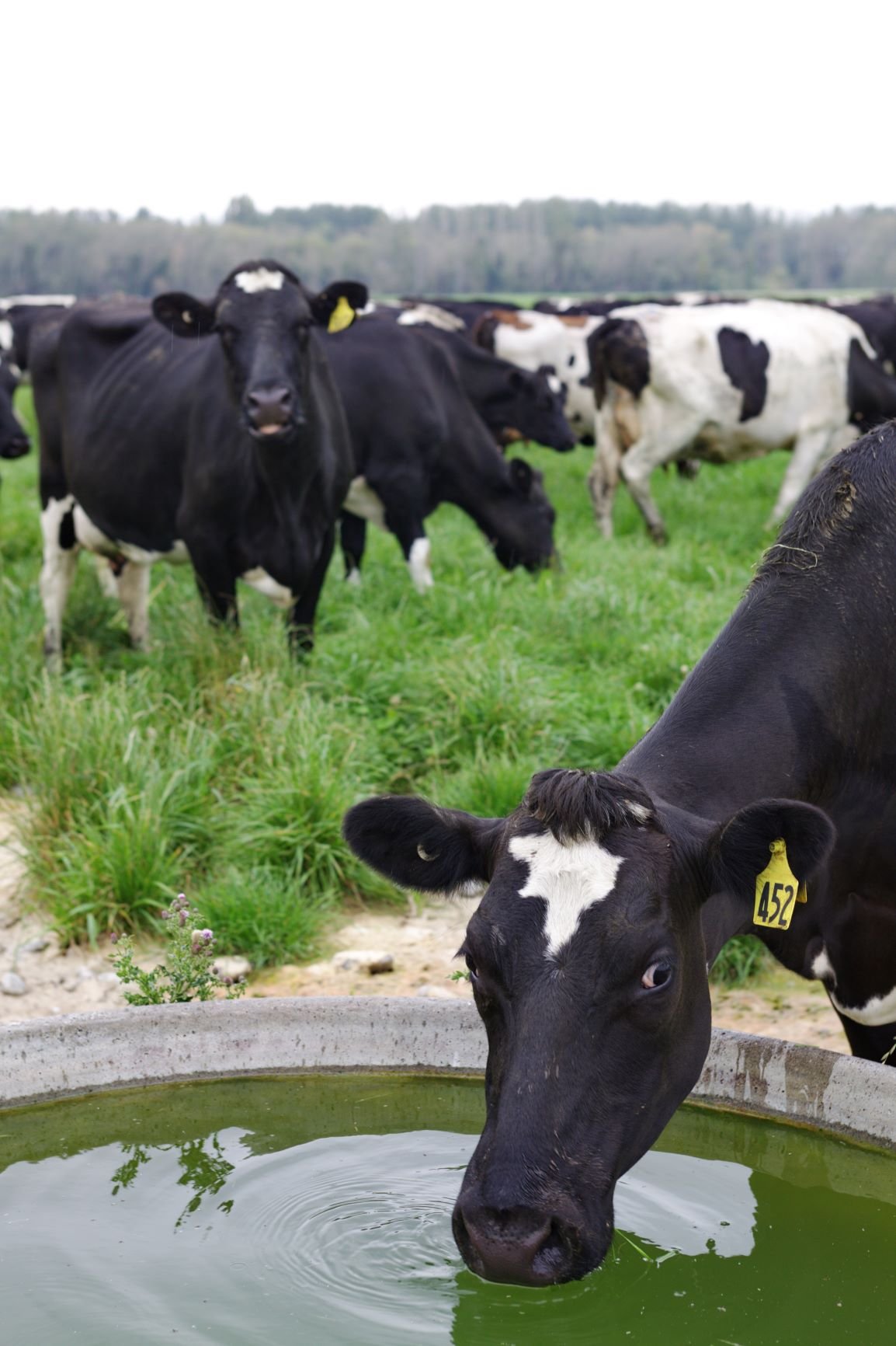 HF drinking from trough