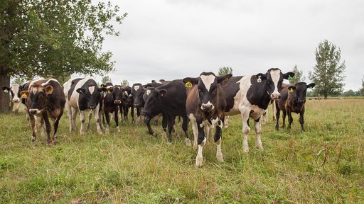 SPS bulls arrive on farm