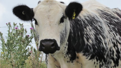 Speckle Park heifer Maungahina Stud