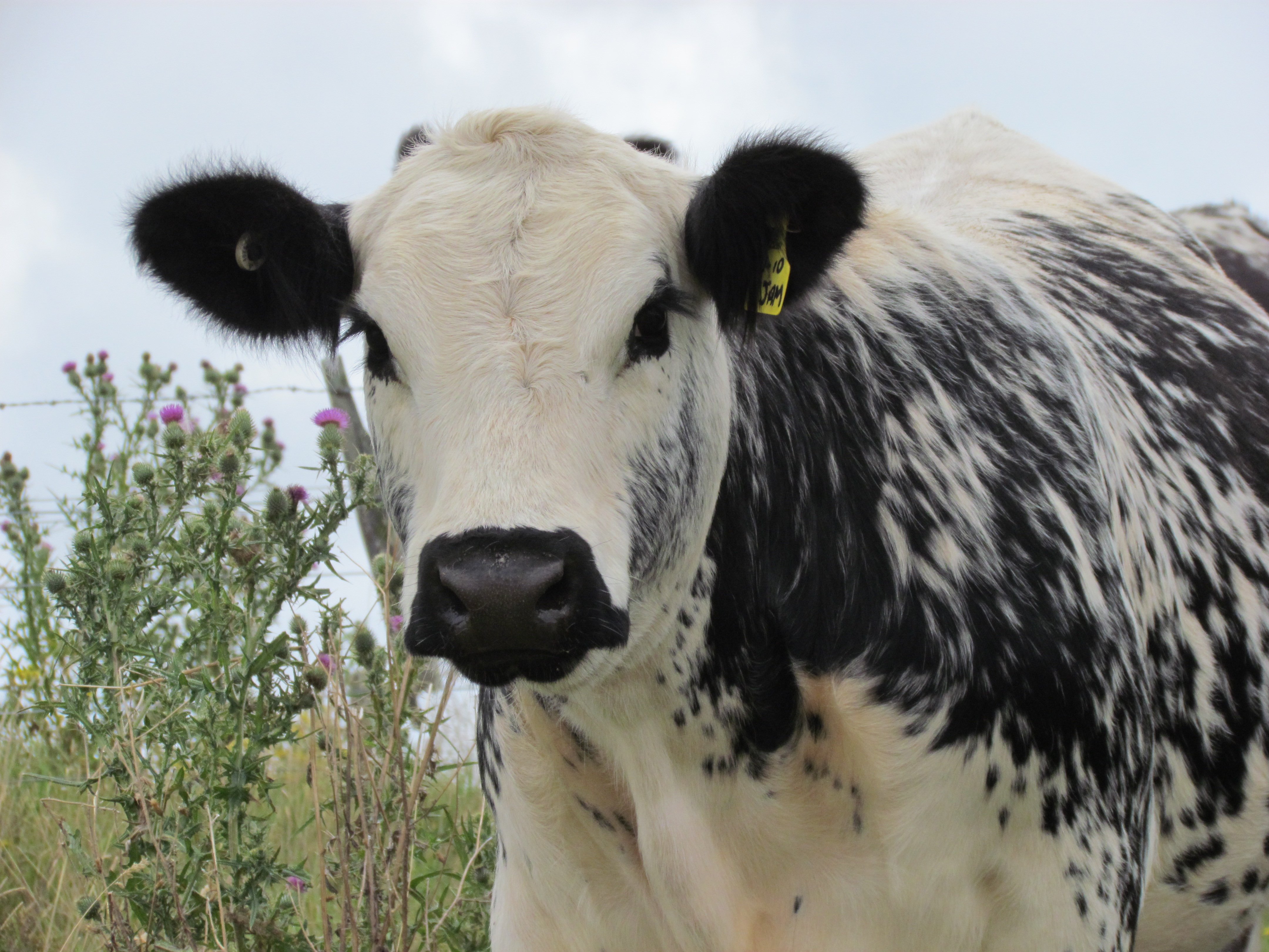 Speckle Park heifer Maungahina Stud