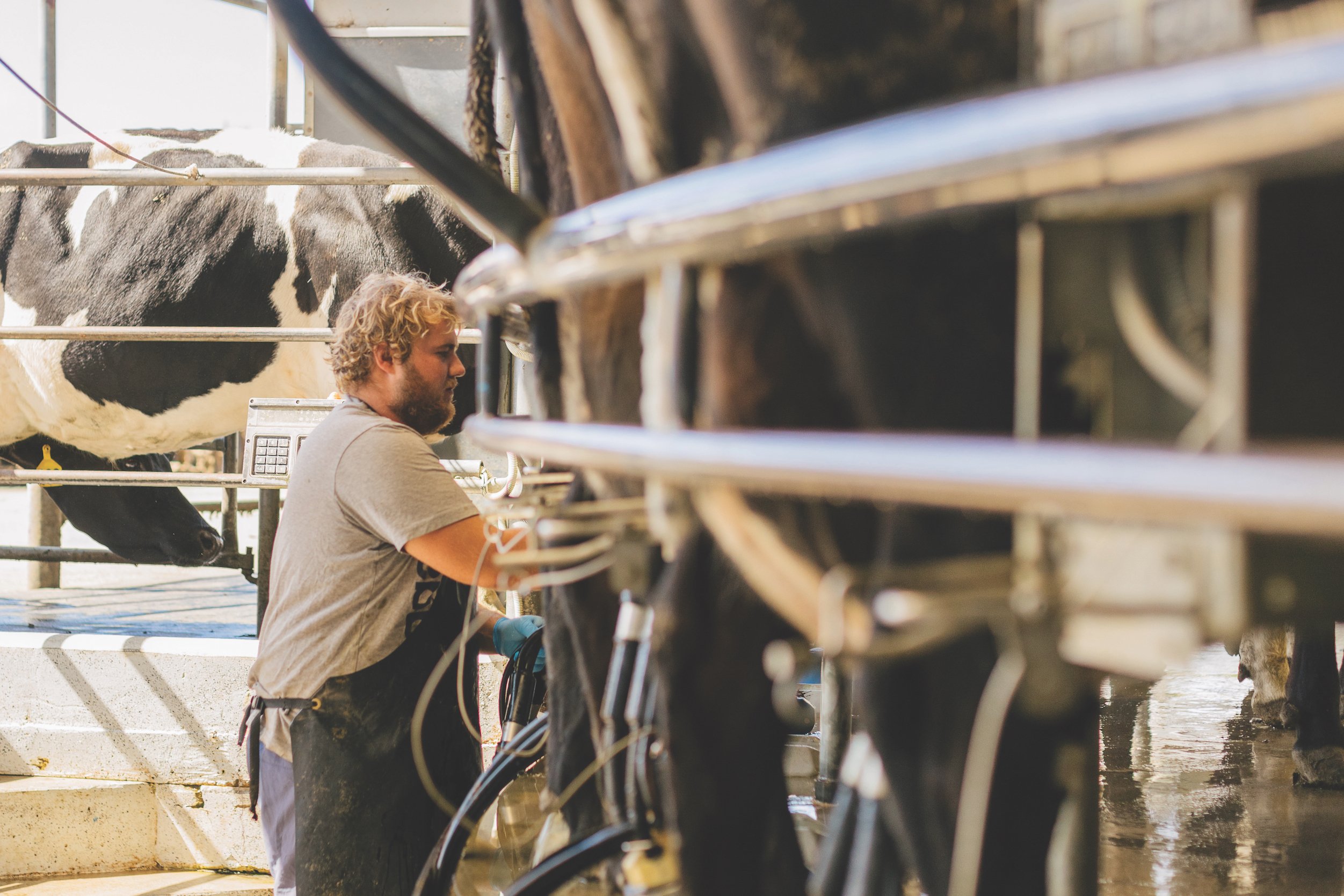 Milking shot spring 2020