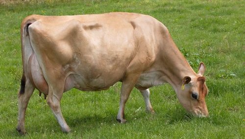 Tironui_Integ_Meg_dam_of_Superman.width-500