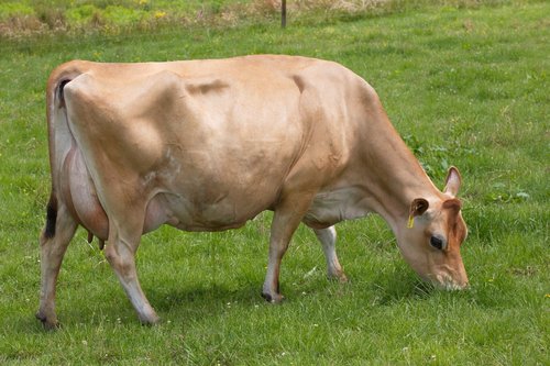 Tironui Integ Meg, Dam of Superman