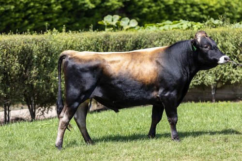 322001 Paynes Titus Excelsior-ET