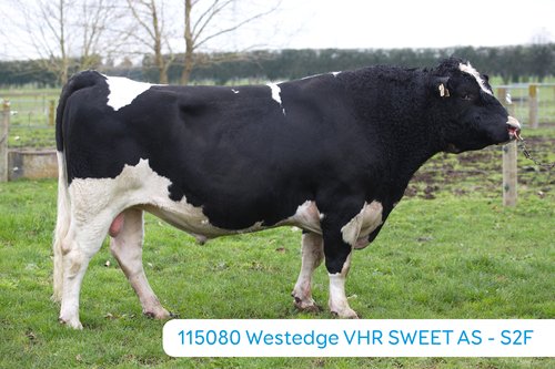 Westedge VHR SWEET AS - S2F