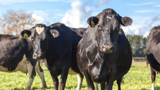 Cows on grass