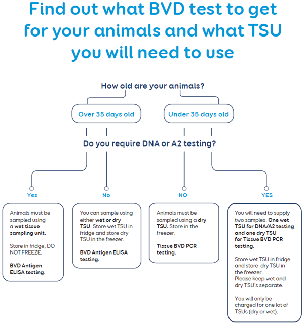 BVD test flowchart.png