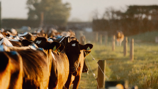 Dairy Stats 2021/22