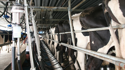 Herd test small