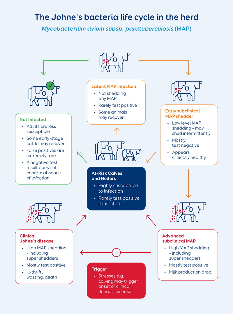 Johne's Bacteria Lifecycle