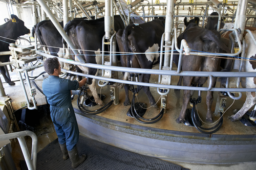 Innovation Farm milking shed