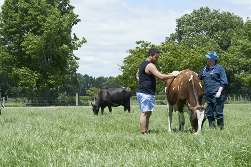 Vet - Innovation Farm