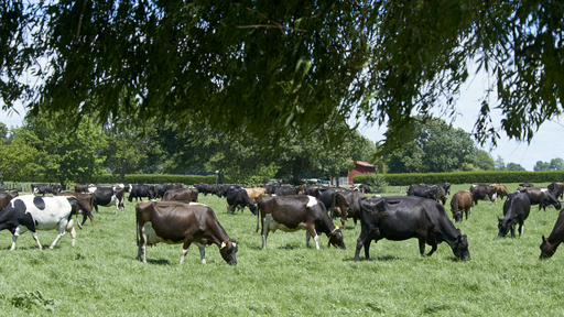 Cows Innovation Farm
