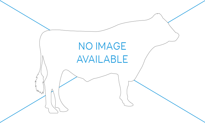No Bull image