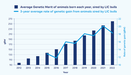 Long-term users of LIC bulls for artificial breeding are achieving 18gBW per annum, well above the industry average of 10BW.