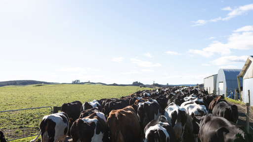 Cows going into shed