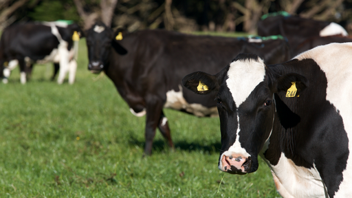 NZ Markets cow
