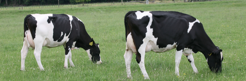 HF cows grazing - long